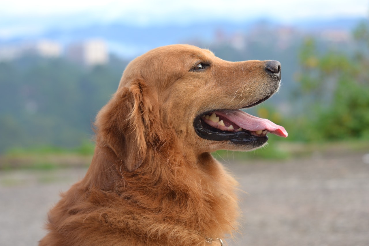 Golden retriever i naturen