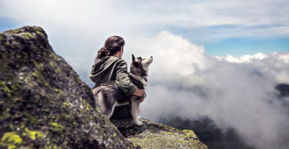 Hund som nyter utsikten